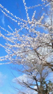長野ホワイトリンクの桜②
